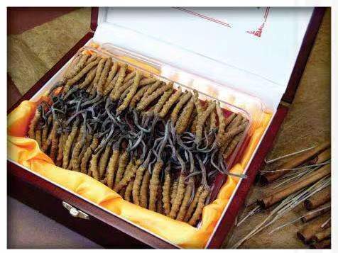 赞皇冬虫夏草回收